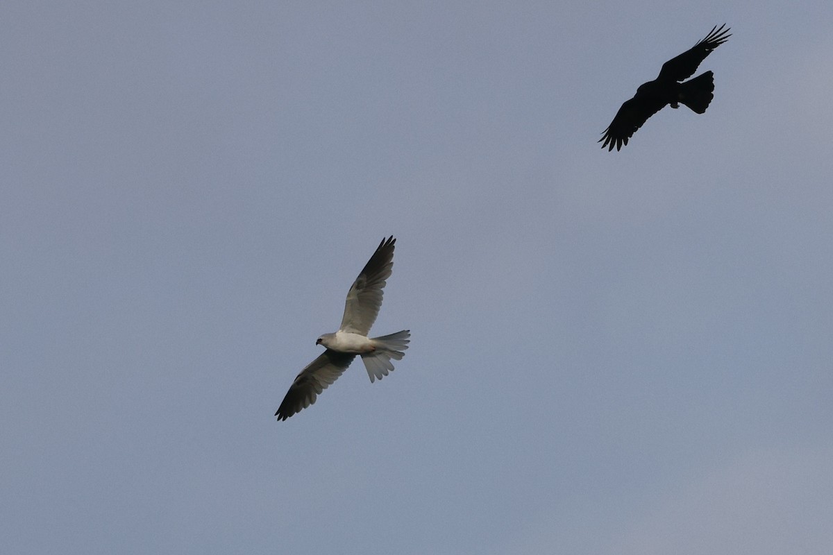 White-tailed Kite - ML569233221