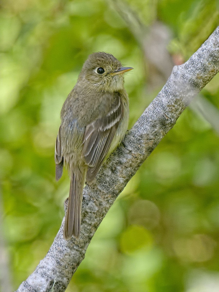 Western Flycatcher (Pacific-slope) - Michael Rieser