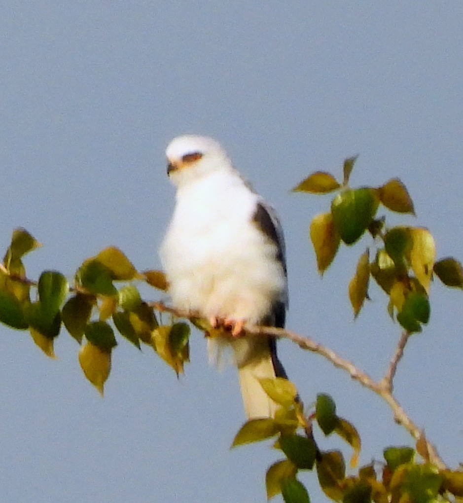 White-tailed Kite - ML569234091