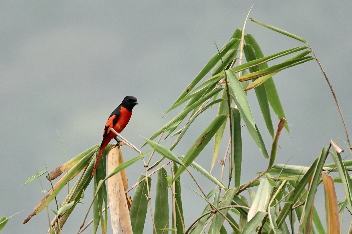 Scarlet Minivet - ML569235141