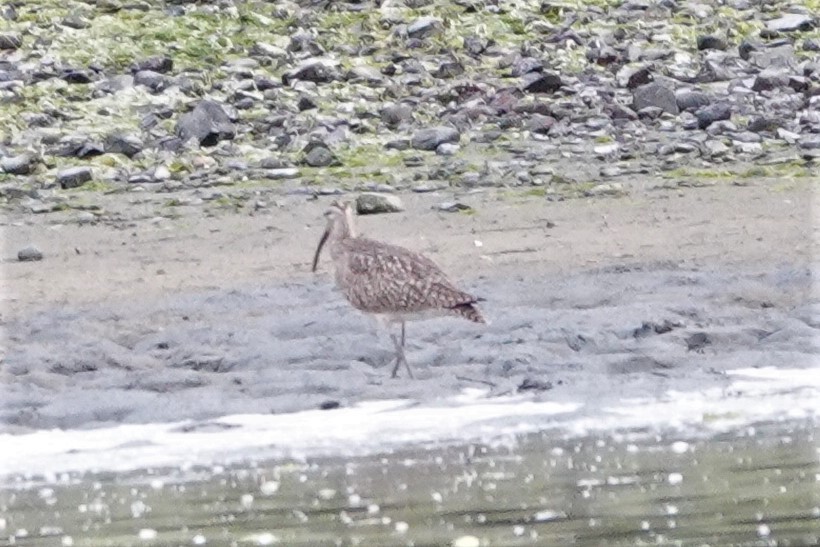 Whimbrel - franci Holtslander