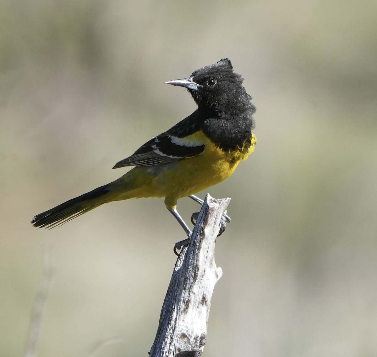 Scott's Oriole - ML569235651