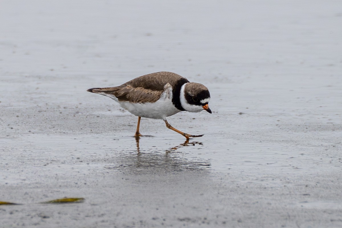 Semipalmated Plover - ML569236271