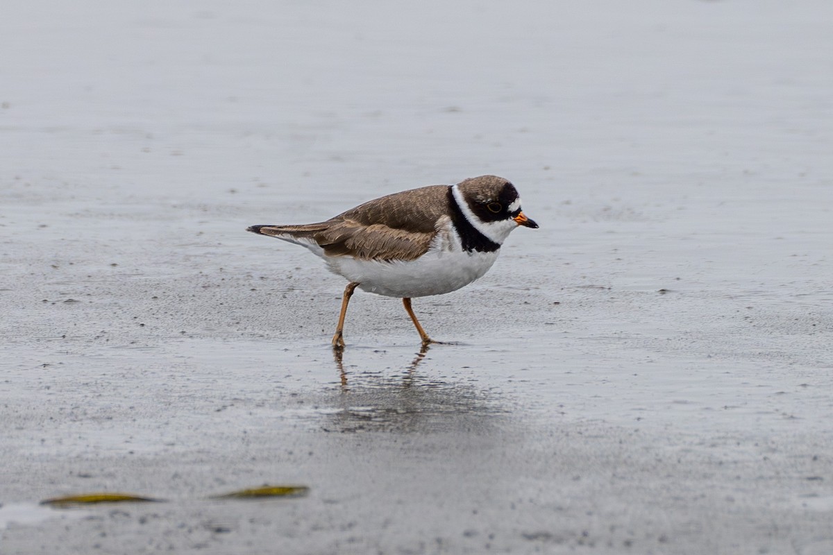 Semipalmated Plover - ML569236281