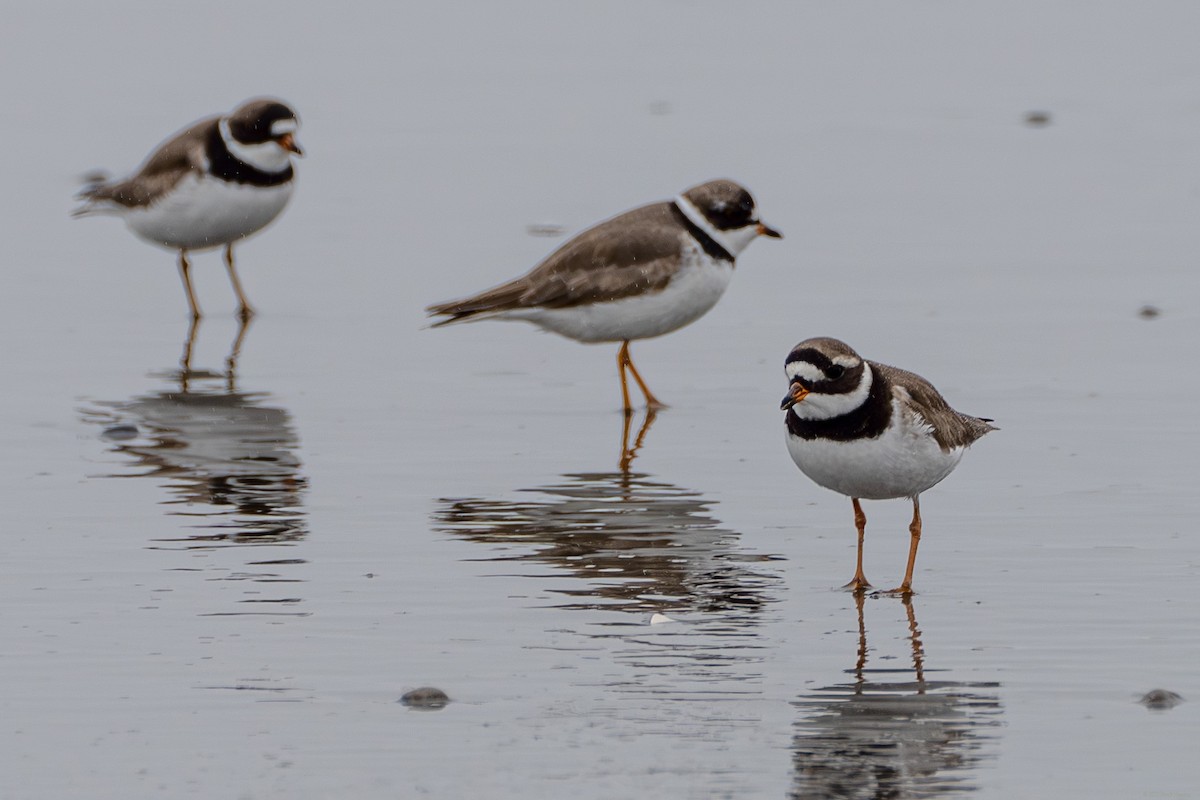 Semipalmated Plover - ML569236291