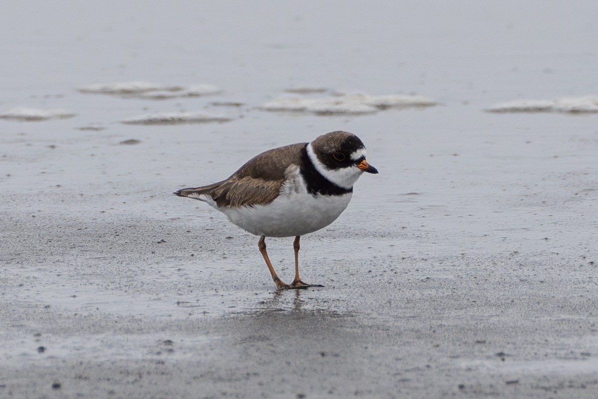 Semipalmated Plover - ML569236301