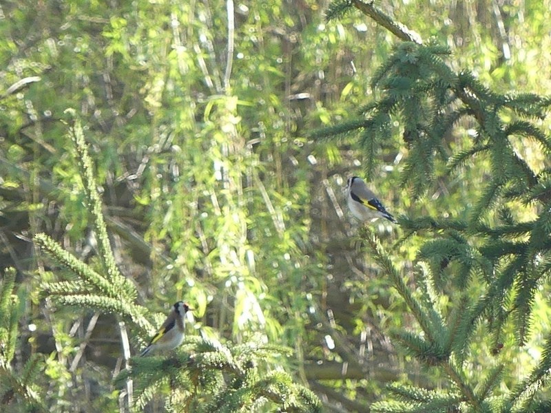 European Goldfinch - ML569236371