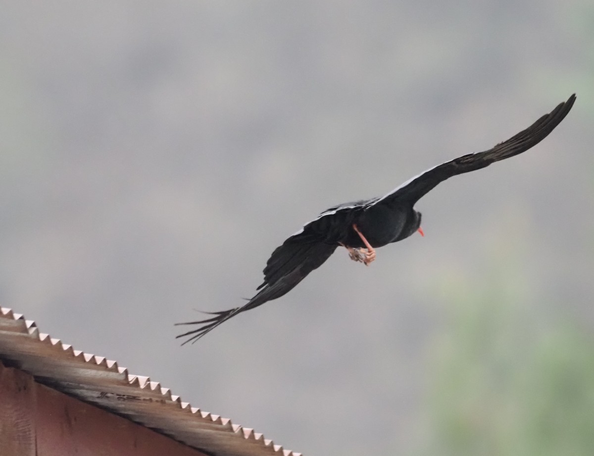 Red-billed Chough - ML569236391