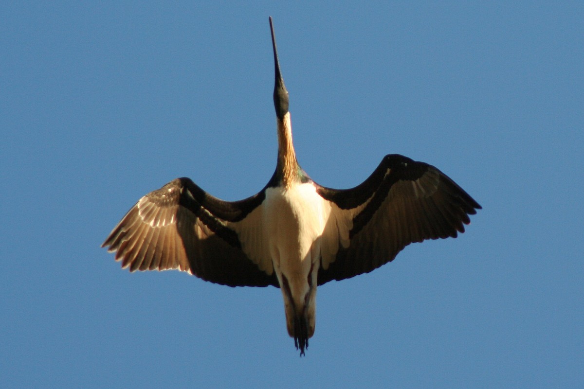 ibis slámokrký - ML569237391