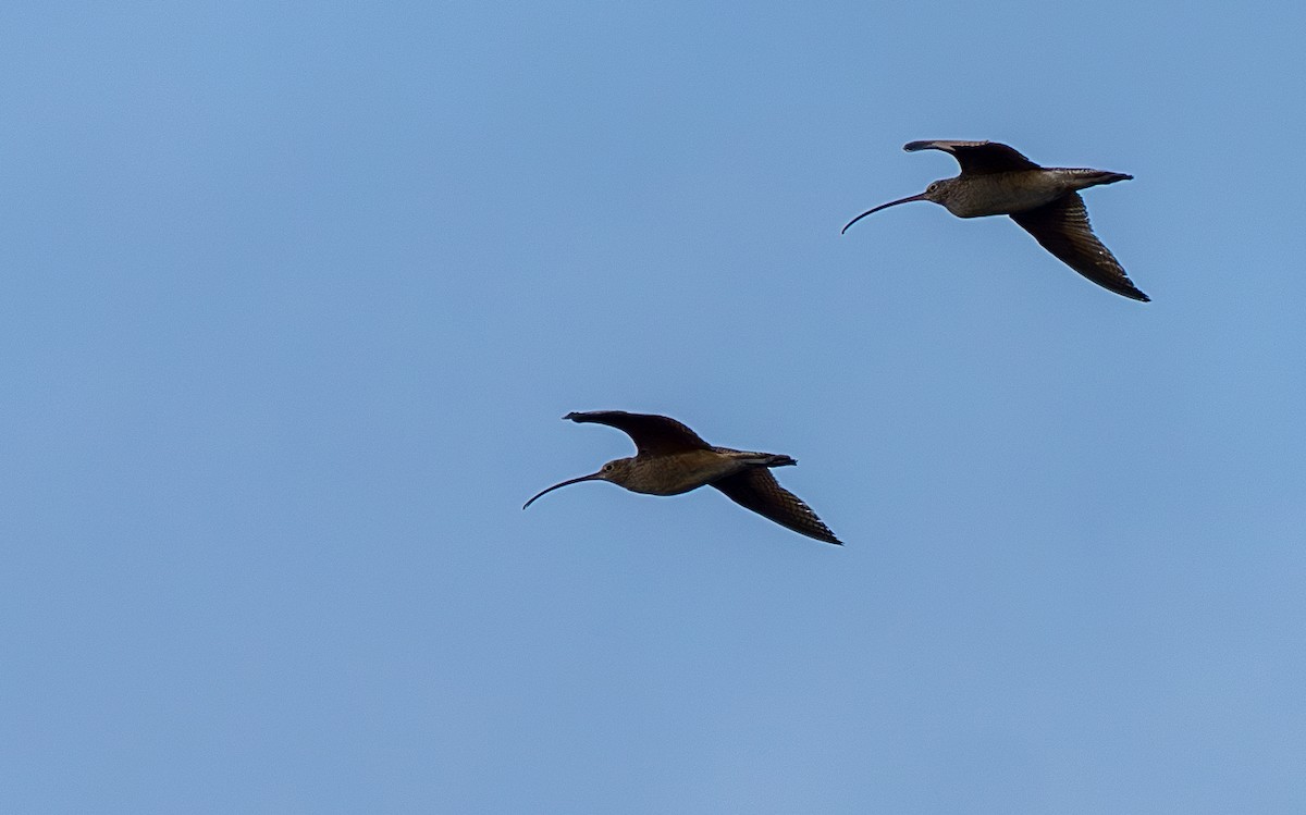 Long-billed Curlew - ML569237501