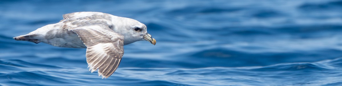 フルマカモメ - ML569237711