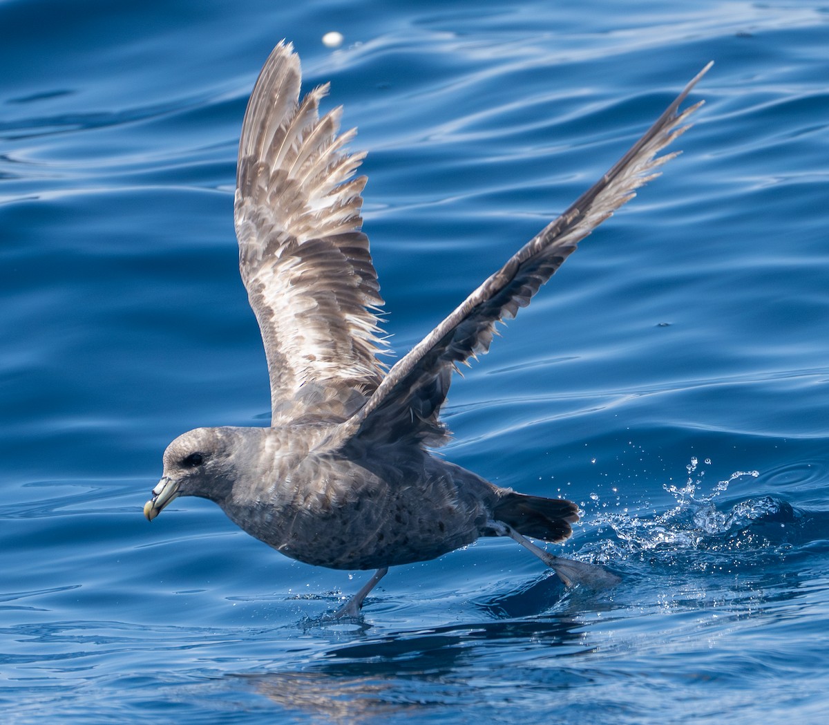 フルマカモメ - ML569237721