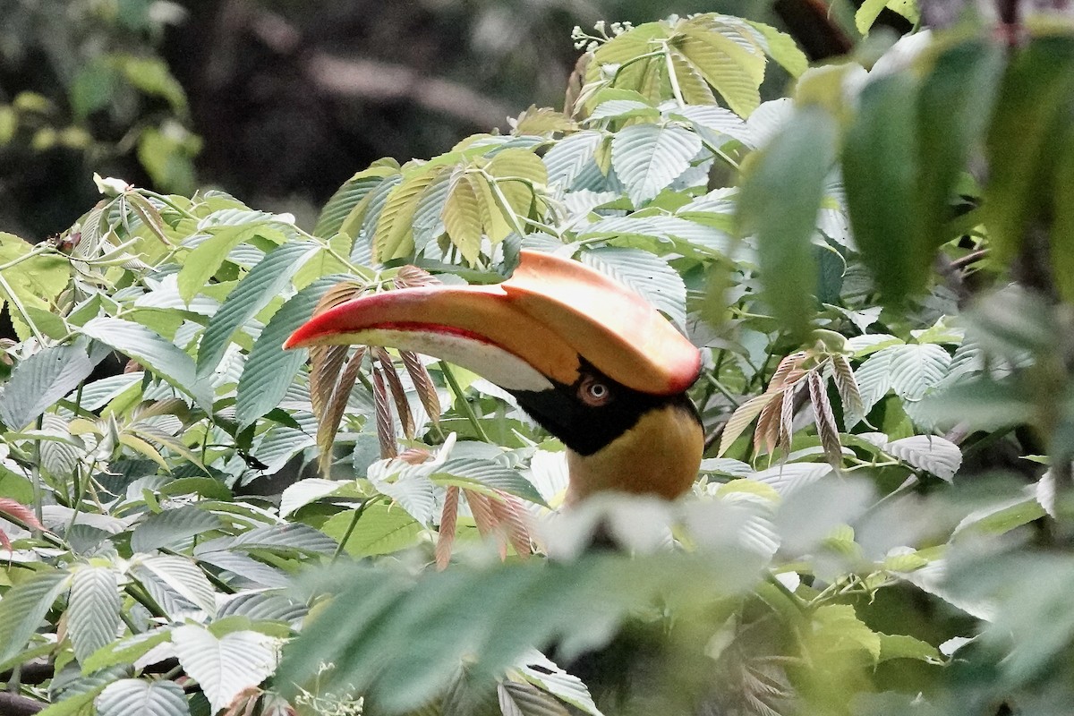 Great Hornbill - ML569238091