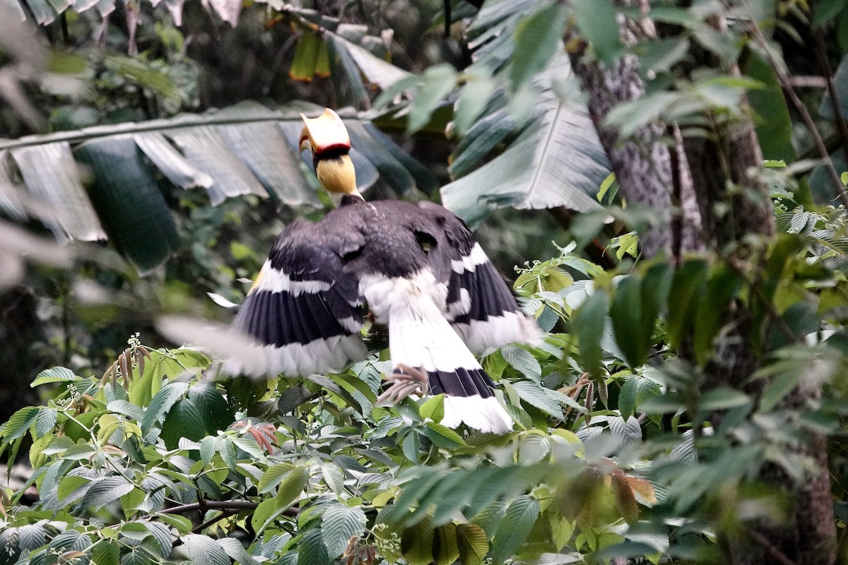 Great Hornbill - ML569238101