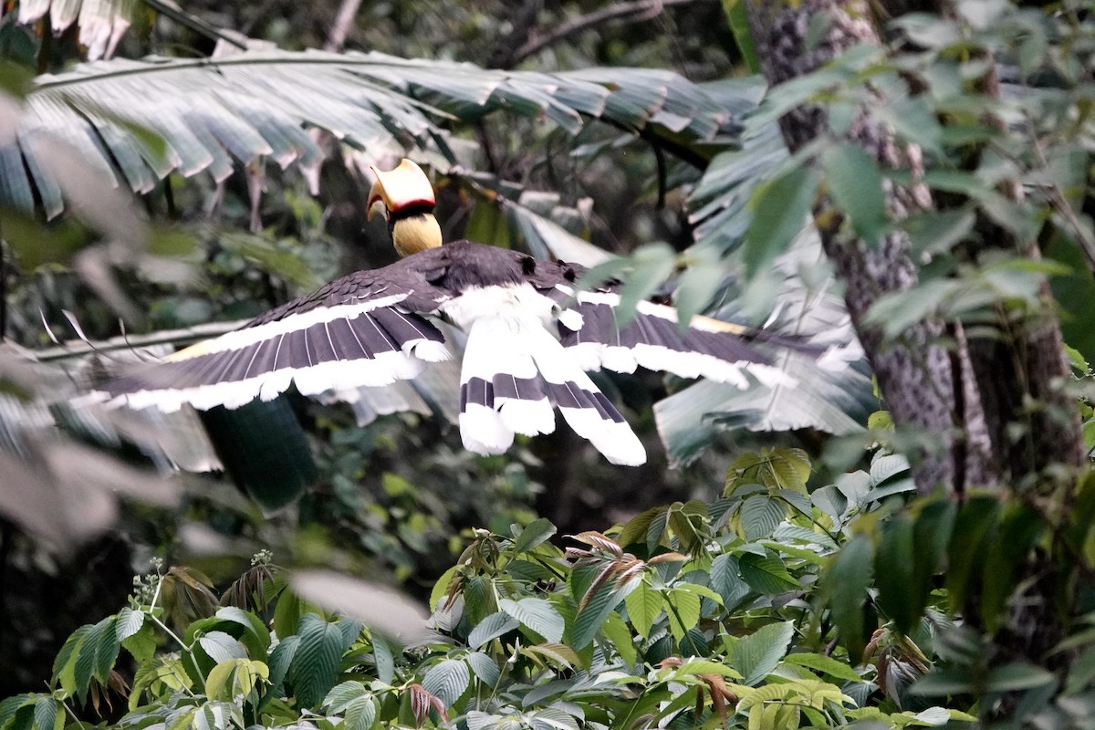 Great Hornbill - ML569238111