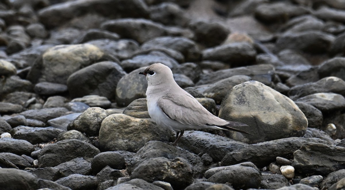 Small Pratincole - Qiang Zeng