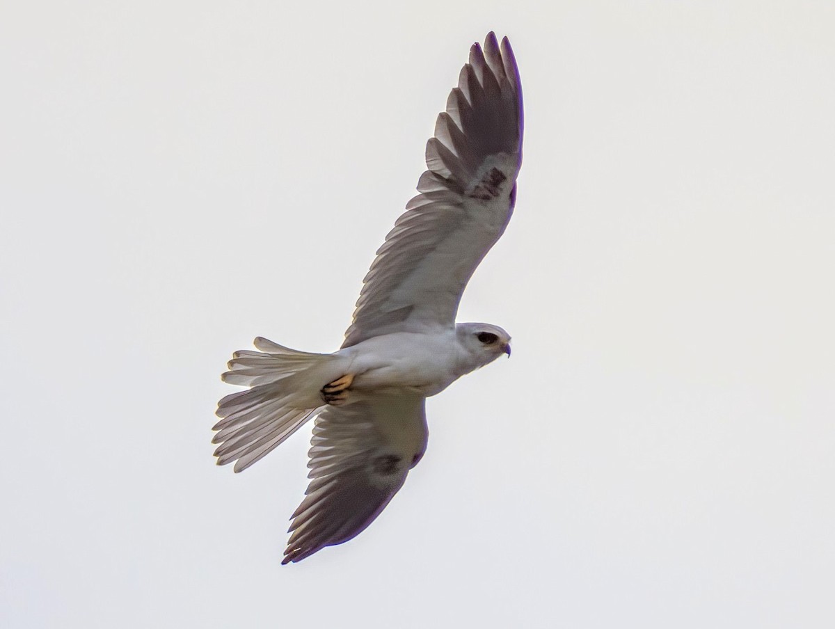 White-tailed Kite - ML569242171