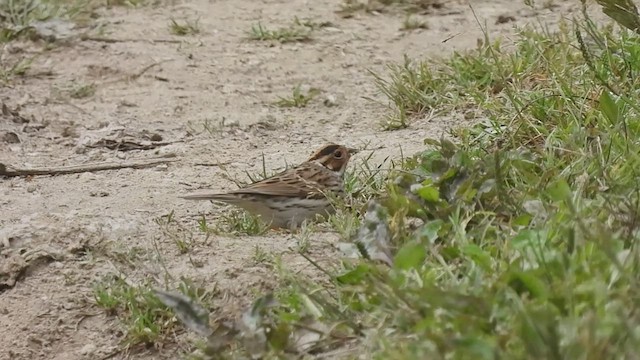 Little Bunting - ML569244871