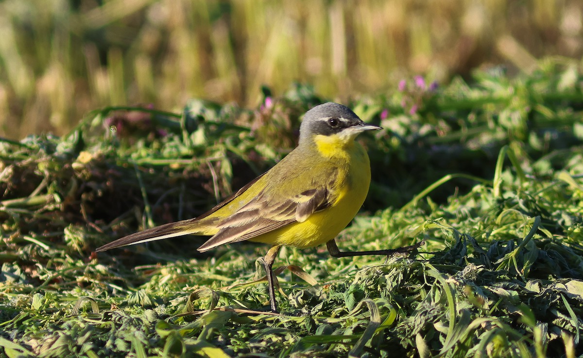 Western Yellow Wagtail (dombrowskii-type intergrade) - ML569246611