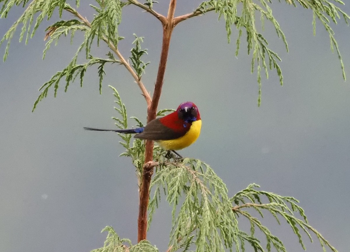 Mrs. Gould's Sunbird (Yellow-breasted) - ML569247251
