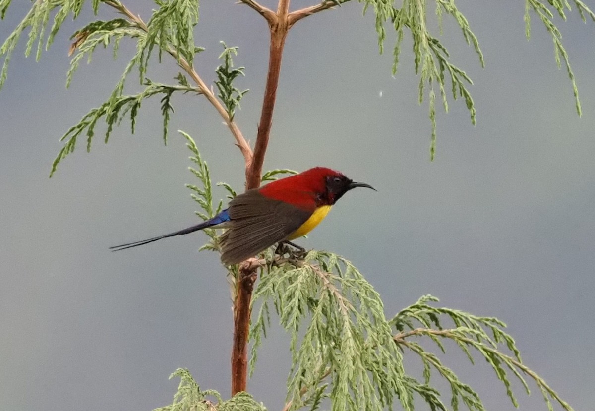 Mrs. Gould's Sunbird (Yellow-breasted) - ML569247261