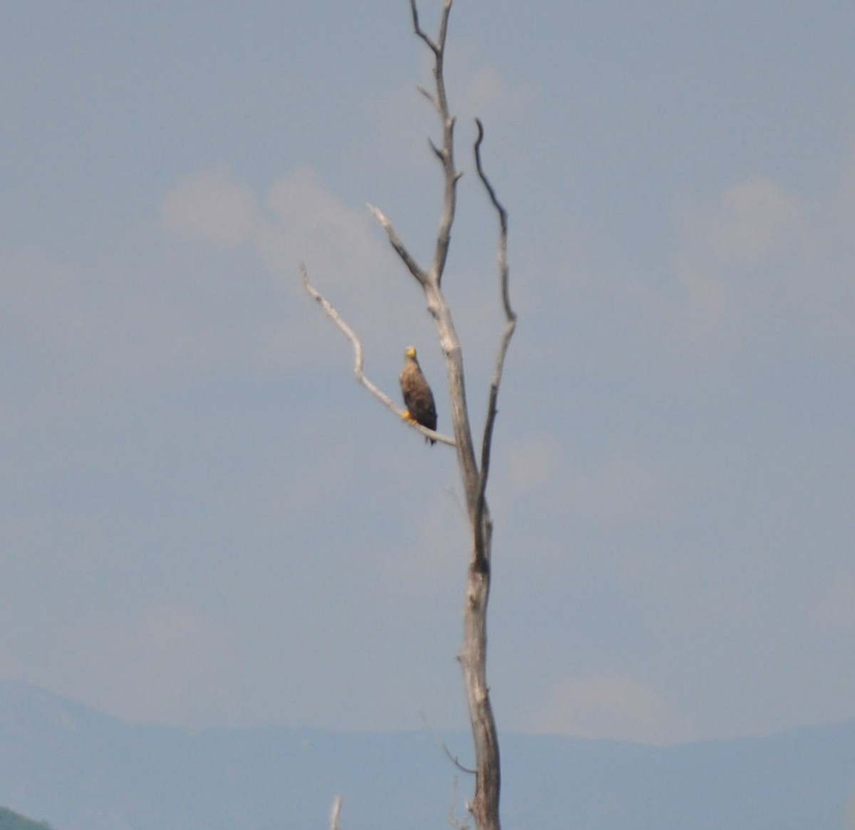 White-tailed Eagle - ML569248781