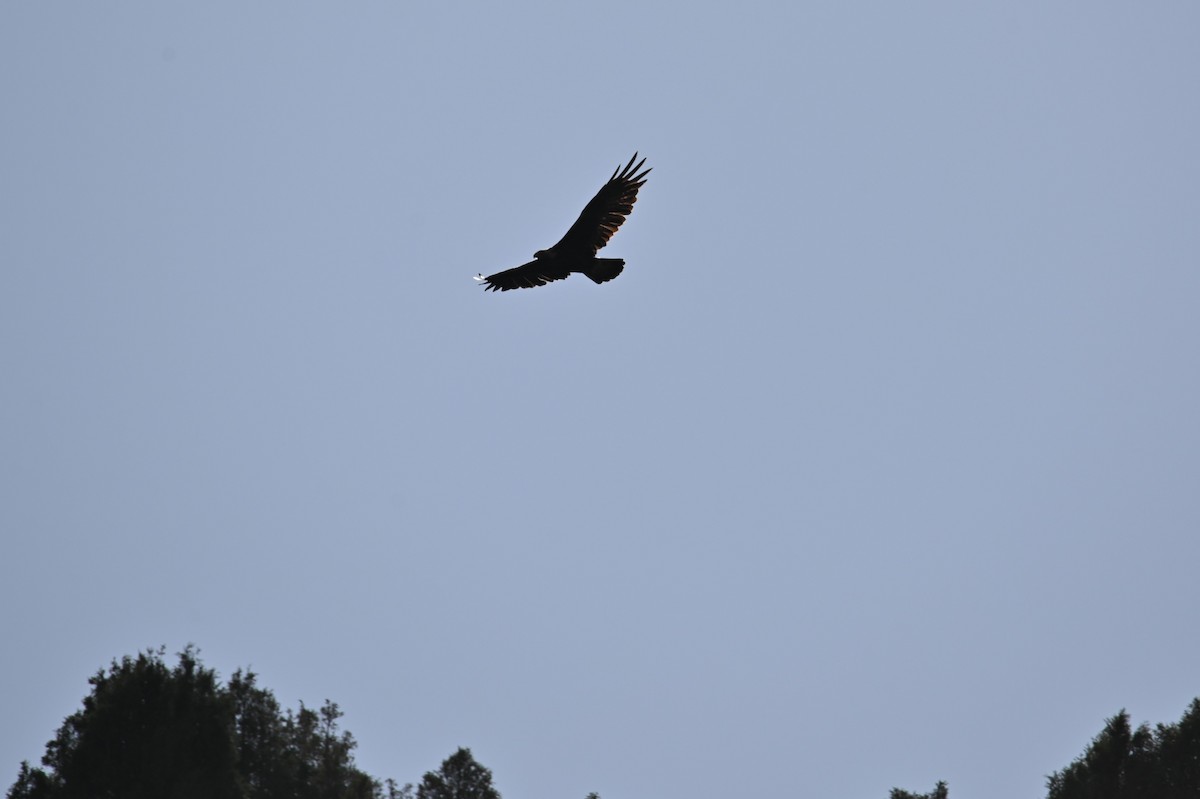 Oriental Honey-buzzard - ML569248811