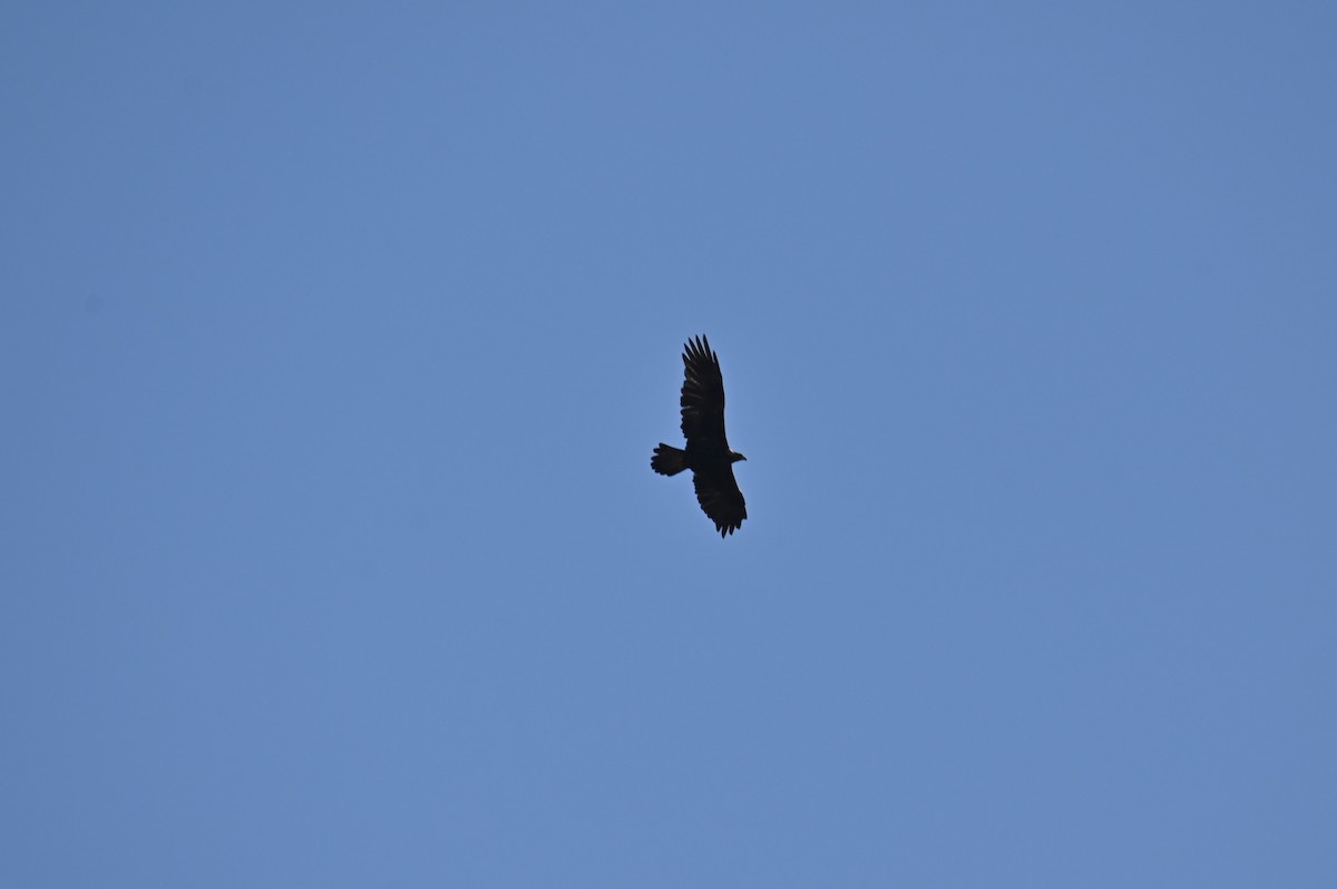 Oriental Honey-buzzard - ML569248821