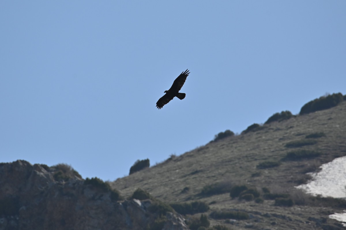 Oriental Honey-buzzard - ML569248831