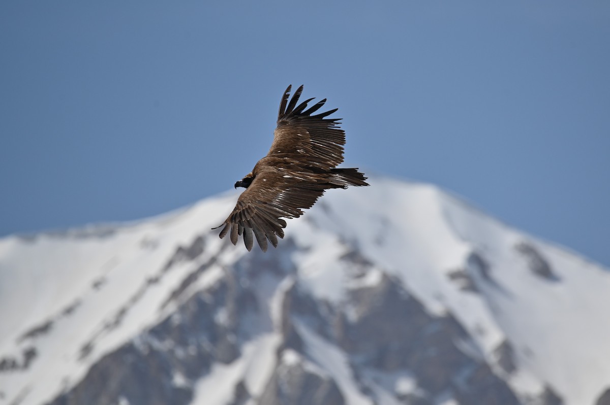 Cinereous Vulture - ML569248881