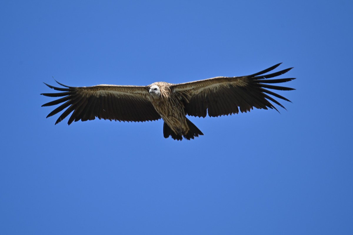 Himalayan Griffon - ML569248921