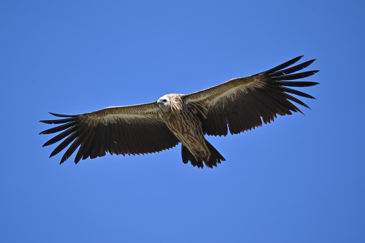 Himalayan Griffon - ML569248931