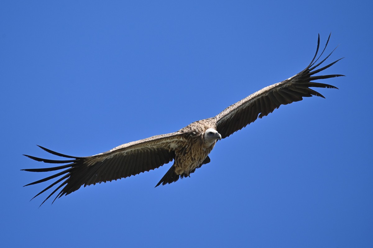 Himalayan Griffon - ML569248941