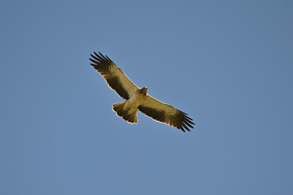 Booted Eagle - ML569248981