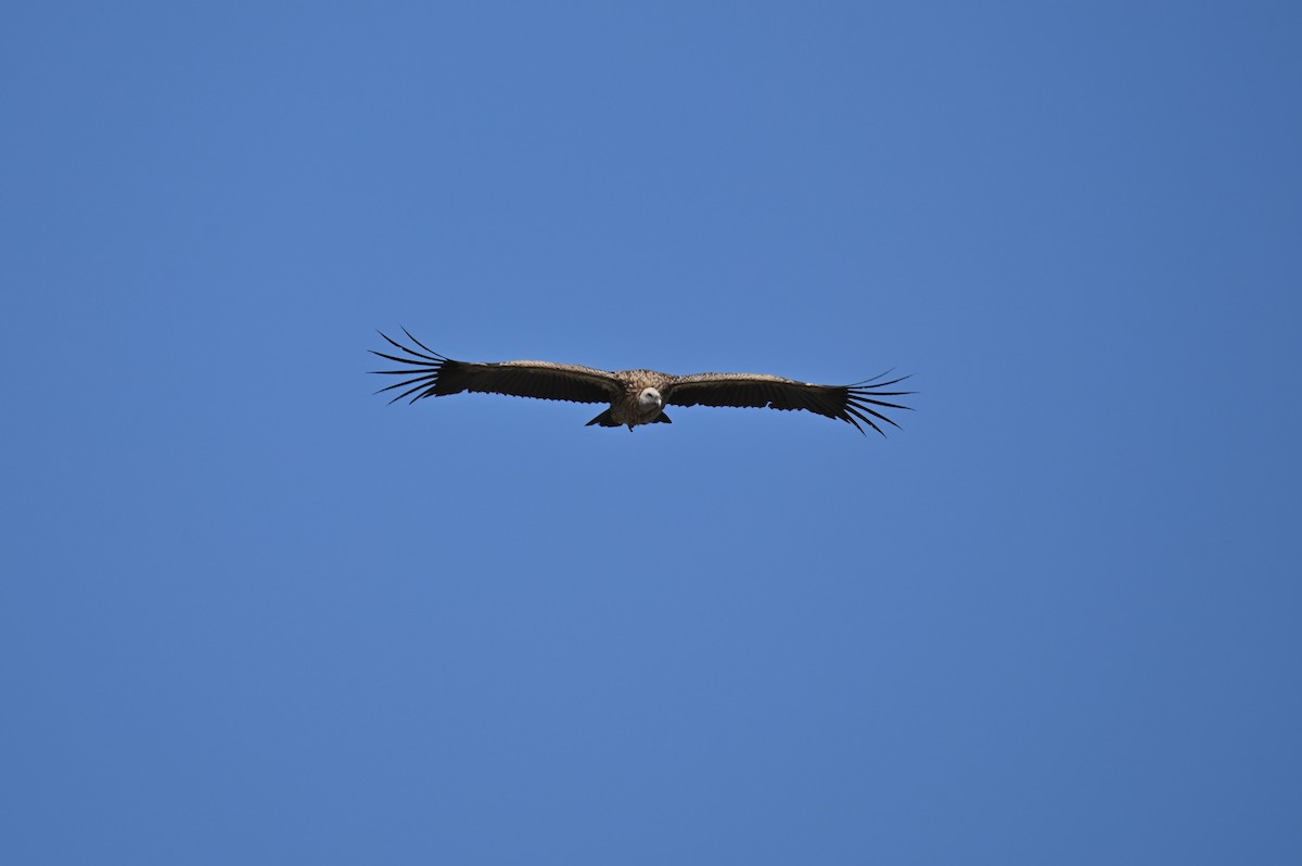 Himalayan Griffon - ML569249011