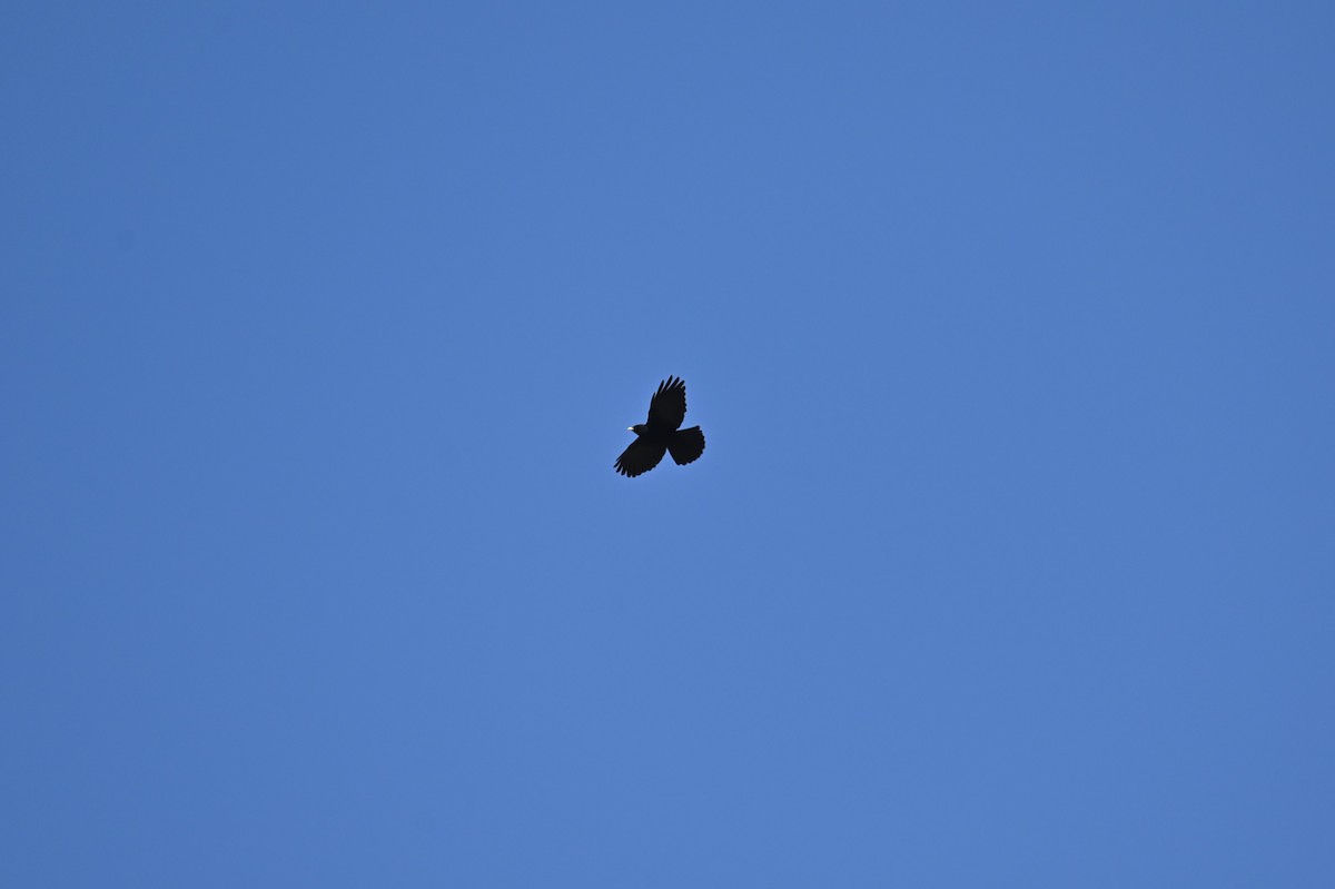 Yellow-billed Chough - ML569249041