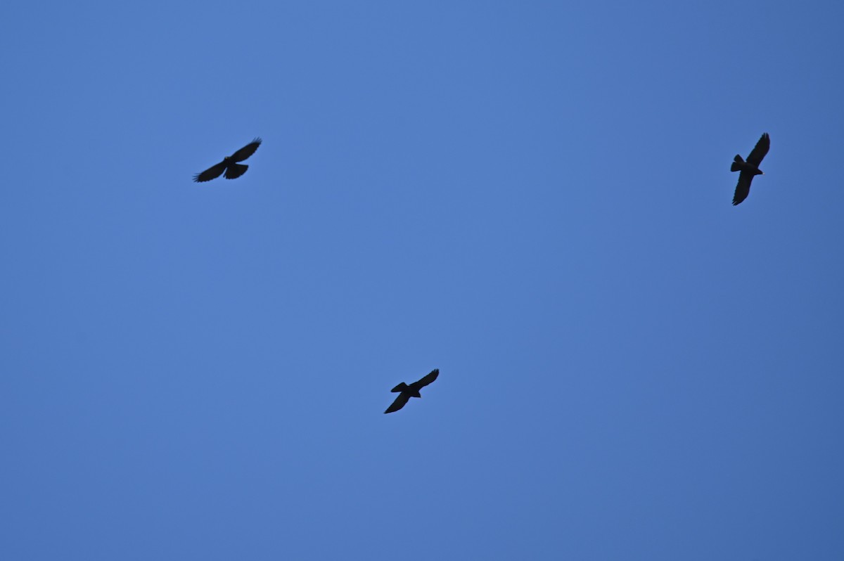 Yellow-billed Chough - ML569249051