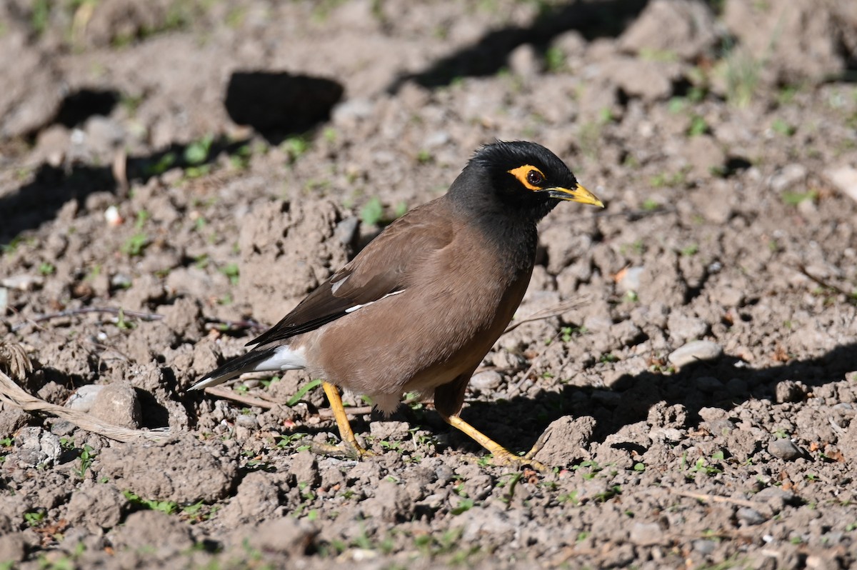 Common Myna - Kenzhegul Qanatbek