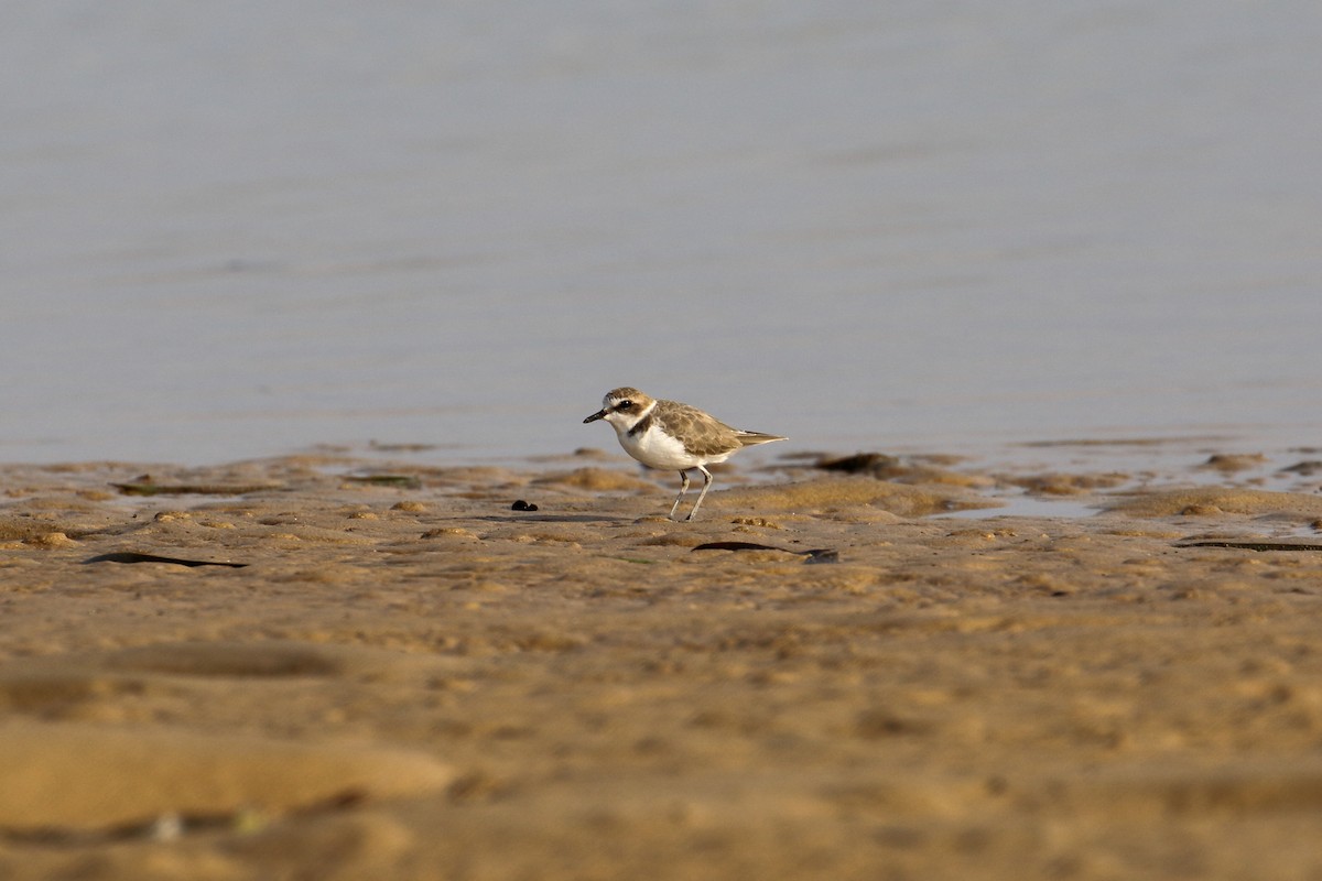 Kentish Plover - ML569250051