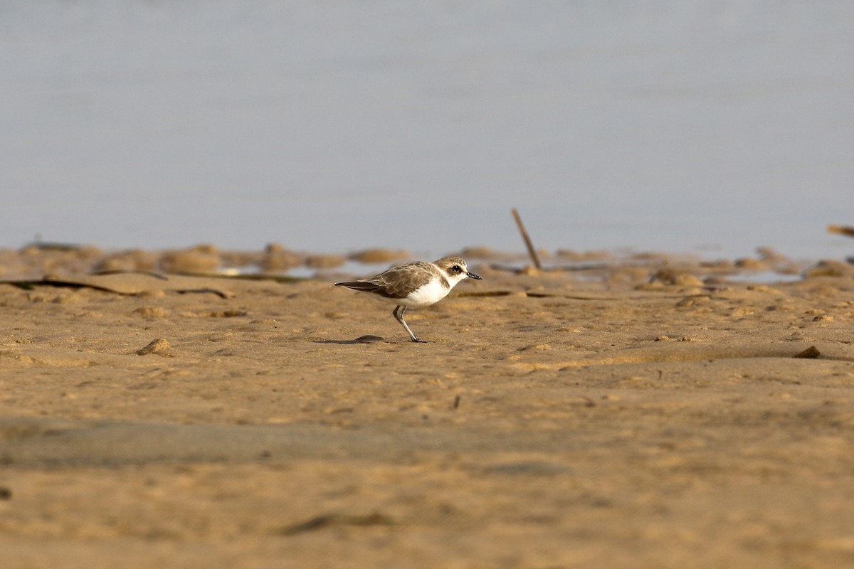 Kentish Plover - ML569250061