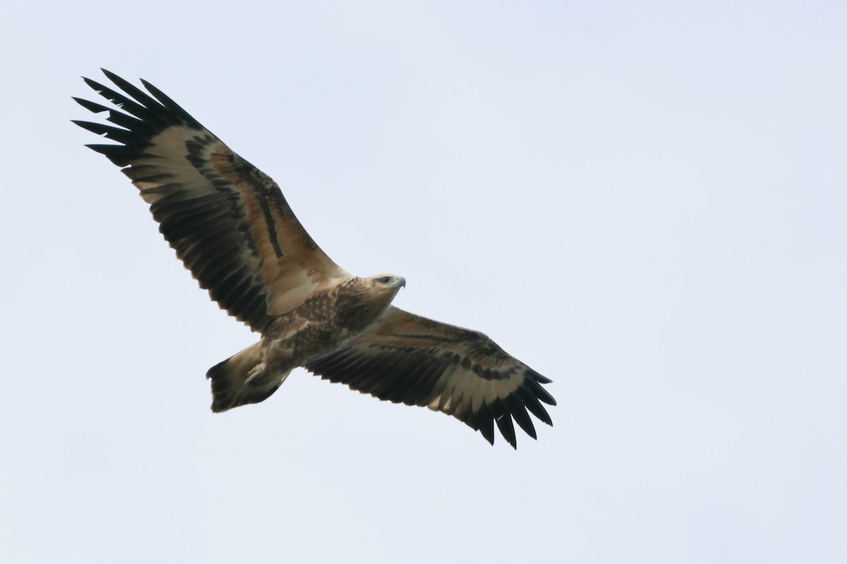 White-bellied Sea-Eagle - ML569250181