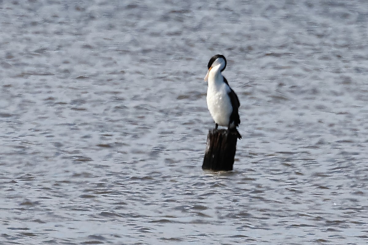 Cormorán Pío - ML569250671