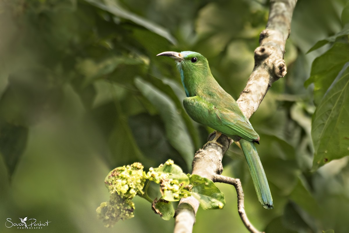 Blue-bearded Bee-eater - ML569250861