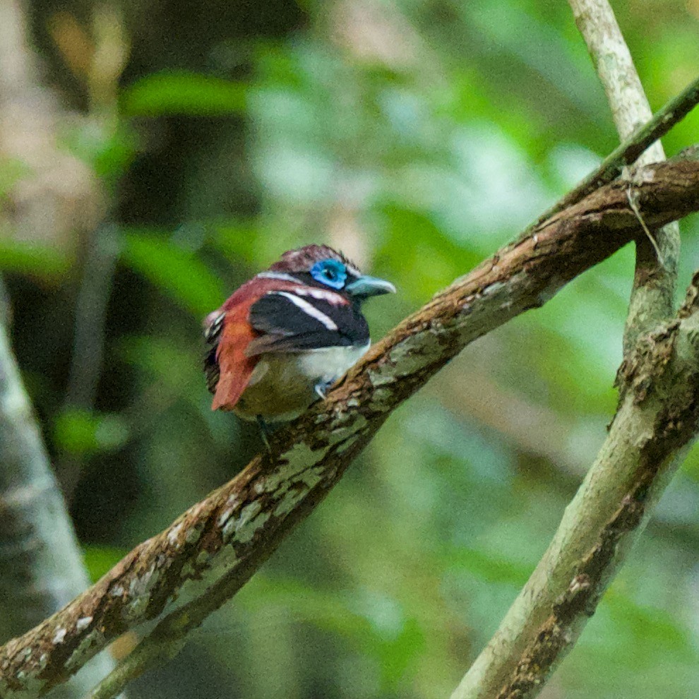 Visayan Broadbill - ML569251661