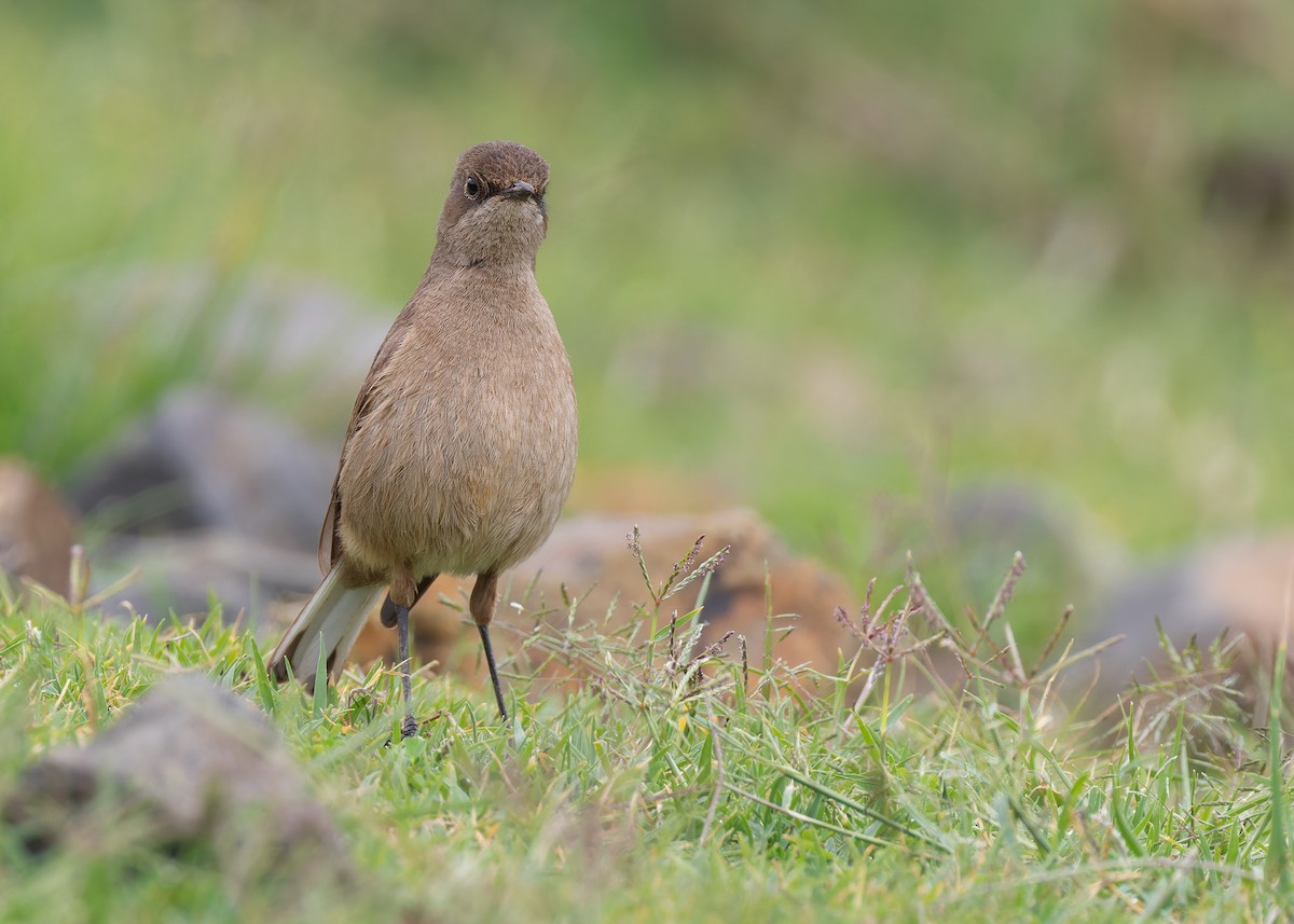 Moorland Chat (Abyssinian) - Ayuwat Jearwattanakanok