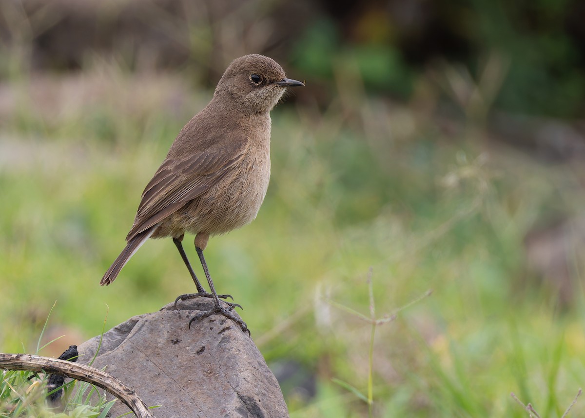 Moorland Chat (Abyssinian) - ML569251711