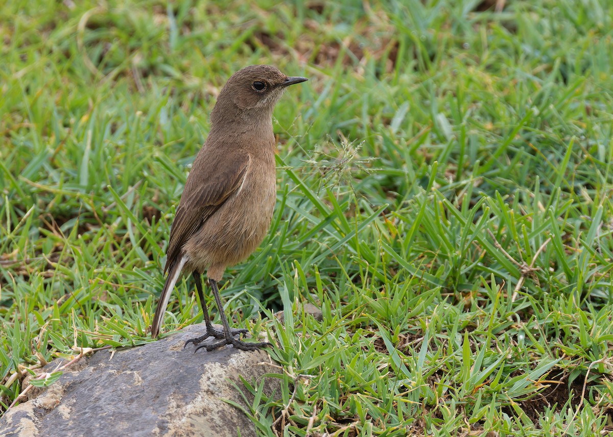 Moorland Chat (Abyssinian) - Ayuwat Jearwattanakanok