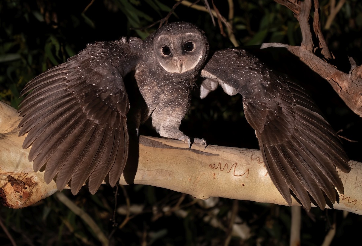 Sooty Owl - ML569252621