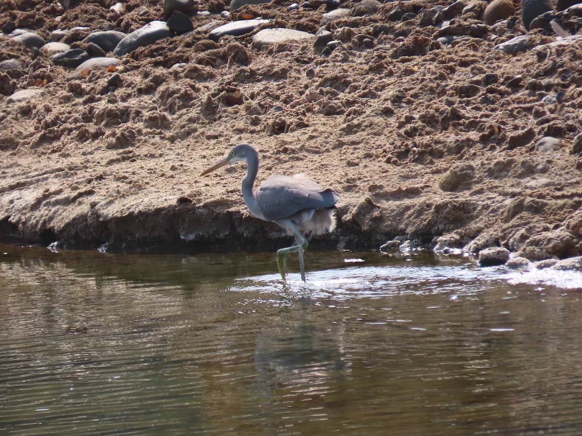 Western Reef-Heron - ML569252751