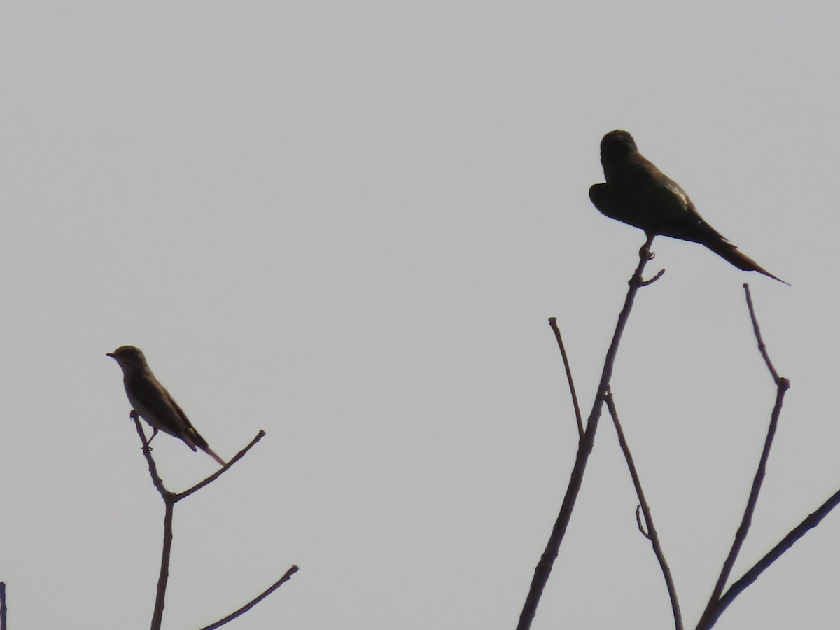 Spotted Flycatcher - ML569253011